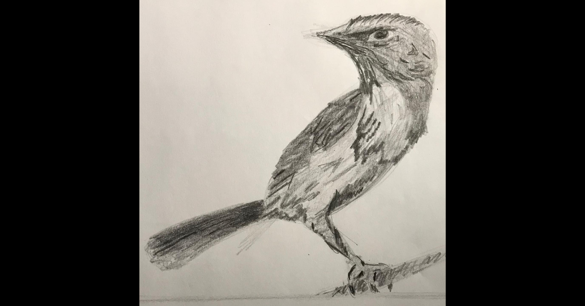 Eddie Signaigo's drawing of a bird. Cover of Life Lessons from a Drawing Class blog.