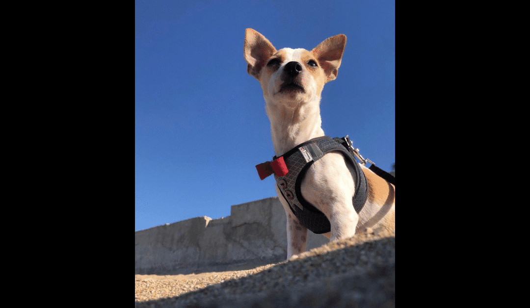 My Dog Elvis: The Undisputed King of Playtime