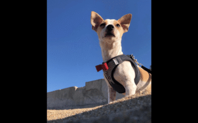 My Dog Elvis: The Undisputed King of Playtime