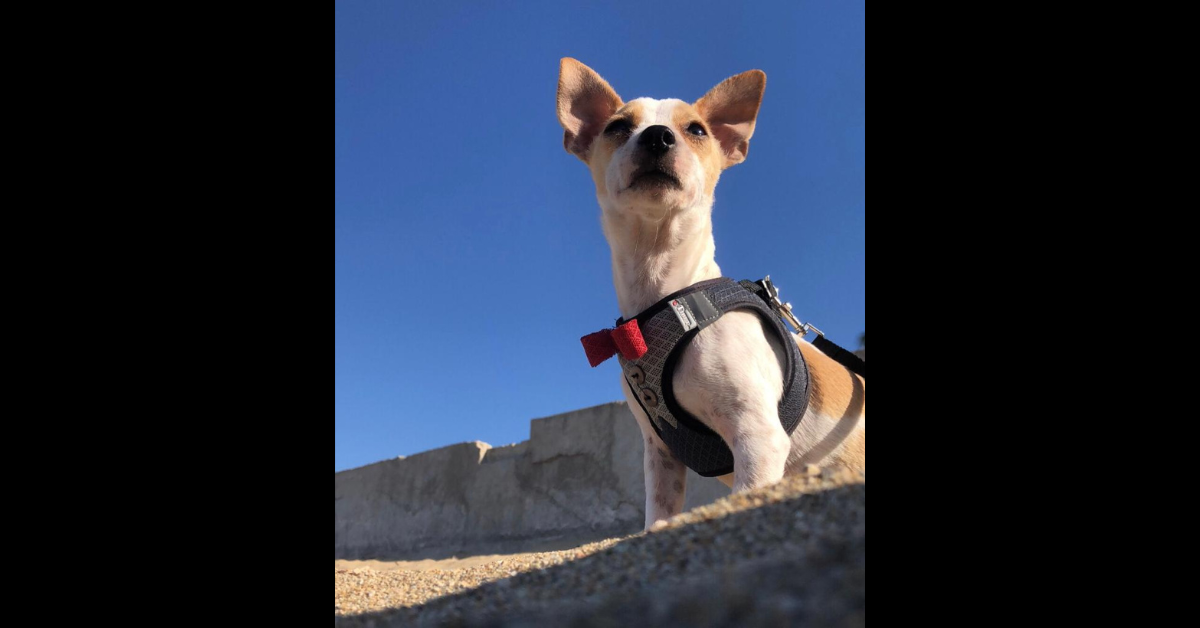 My Dog Elvis