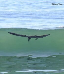 An alligator swimming through a wave in Bahía Santiago.