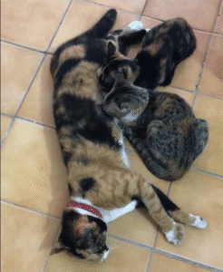 Bruja nursing Katrina and Marley.