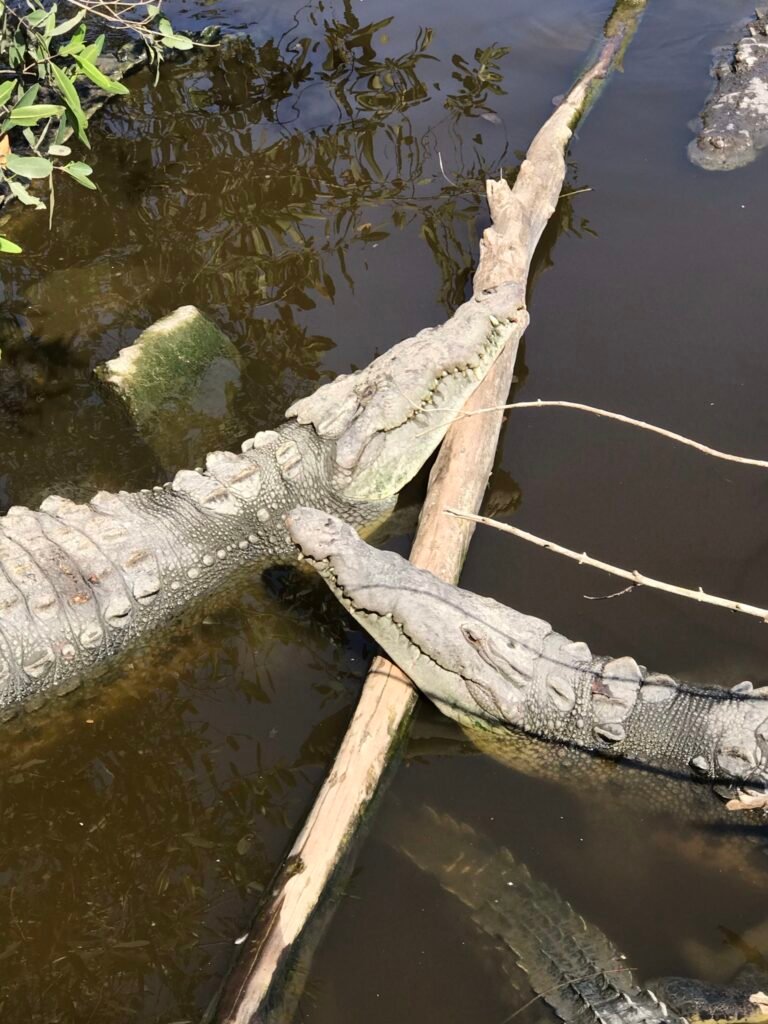 Crocodiles in La Manzanilla.