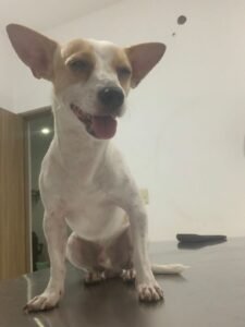 Elvis at the vet after getting stung by a scorpion.