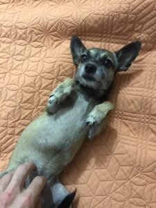 Queenie Weenie loves belly rubs.