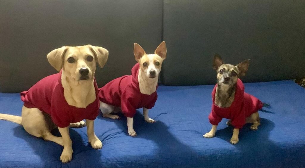 This story is dedicated to my dogs: Maya, Elvis, and Queenie.