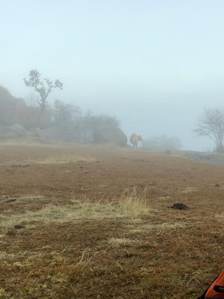 Photo of the cow at Las Piedrotas.
