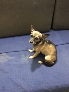 Queenie Weenie