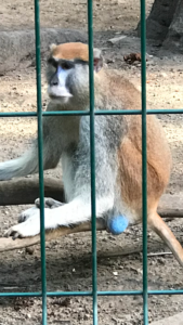 The famous monkey with blue nuts