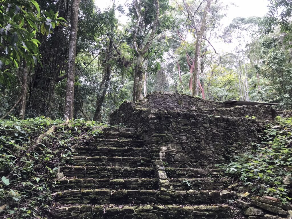 The jungle at Palenque.